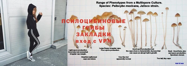 сатива Аркадак